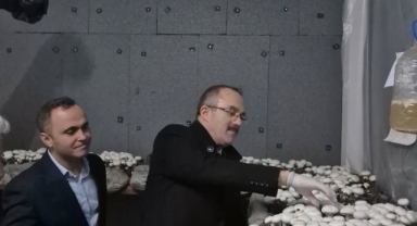 Bulancak MTAL'de Mantar Hasadı Yapıldı