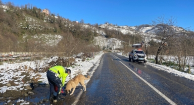 Espiye’de Jandarmadan Can Dostlara Destek