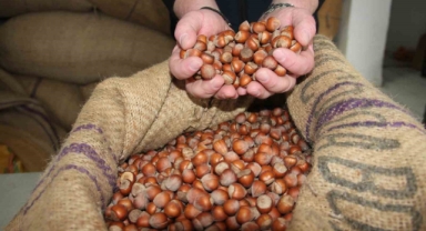 Fındık fiyatları durağan seyrini sürdürüyor