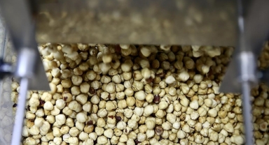 Fındık İhracatında 2025 Tablosu: Miktar ve Değer Bazlı Gerileme 