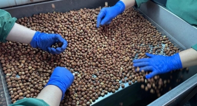 Fındıkta Dev Pazar: En Fazla İhracat Yapılan Yer Belli Oldu!