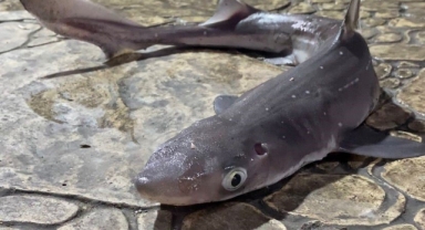 Giresun'da Amatör Balıkçılardan Köpekbalığı İsyanı!