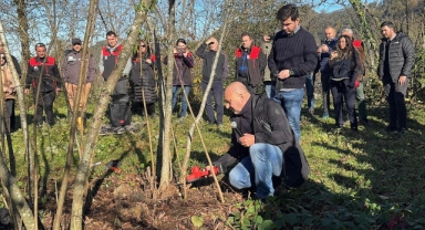 Giresun'da fındık budama eğitimi çalışmaları sürüyor