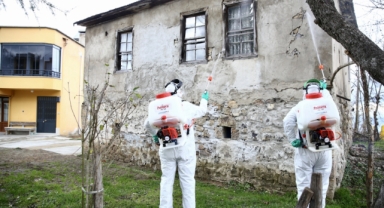 Giresun'da kahverengi kokarcayla mücadeleye dört koldan devam!