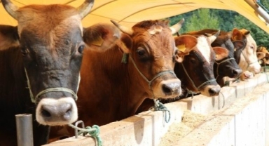 Giresun İl Tarım ve Orman Müdürlüğü Duyurdu: Başvurular Başlıyor!