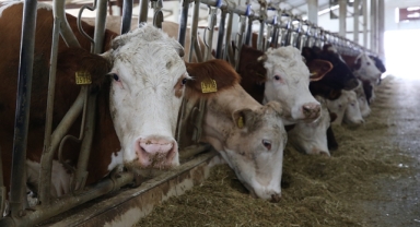 Giresunlu Besicilere İthalat Duyurusu!