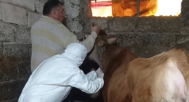 Keşap’ta Hayvan Sağlığı İçin Acil Müdahale!