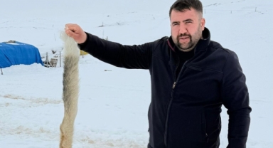 Kurtlarla dövüşen köpekten geriye kalan şaşırttı