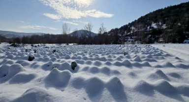 Lahanada 1250 ton rekolte bekleniyor