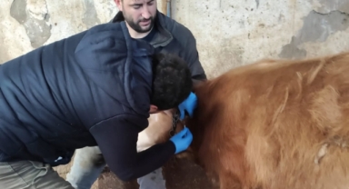 Şebinkarahisar'da Hayvan Sağlığı Taramaları Sürüyor