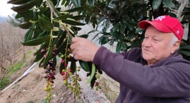 Giresun’da ağaçlar kış ortasında çiçek açtı