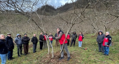 Giresun’da Çiftçilere Uygulamalı Fındık Budama Eğitimi Verildi