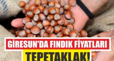 Giresun'da Fındık Fiyatlarında Art Arda Düşüş! 