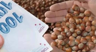 Giresun'da fındık piyasasında son durum… Fındık fiyatları ne kadar?