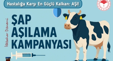 Giresun'da İlkbahar Dönemi Şap Aşılama Kampanyası Başladı