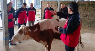 Giresun'da Kesimhanelere Karkas Standardı Denetimi