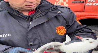 Kanadı elektrik teline takılan martı kurtarıldı