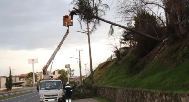 Ordu'da şiddetli rüzgarın devirdiği ağaç elektrik tellerine zarar verdi