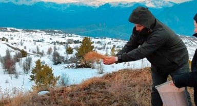 Şebinkarahisar'da kuşlar için yemleme çalışması yapıldı