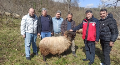 Giresun'da Bin Baş Çepni Koyunu Yerinde Koruma Altında