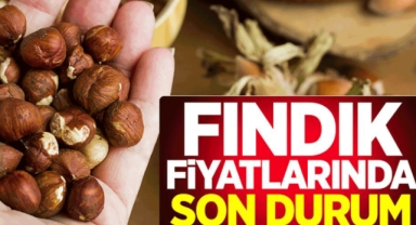 Giresun'da fındık fiyatları ne kadar? Bayram öncesi hareketlilik var mı?