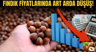 Giresun'da Fındık Fiyatlarında Art Arda Düşüş! 