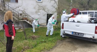 Giresun’da Kahverengi Kokarca ile Mücadele Sürüyor
