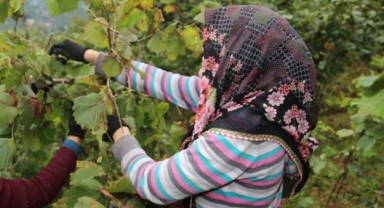 GİRESUN'DA TARIM İŞÇİSİ MALİYETİ ZİRVEYE KOŞUYOR