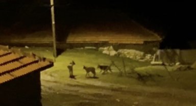 Köye inen kurt sürüsü kamerada