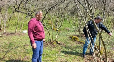 Piraziz’de Üreticilere Uygulamalı Fındık Budama Eğitimi
