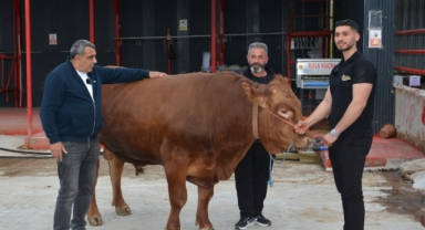 Bir ton 140 kilogramlık kurbanlık dana 575 bin liraya alıcı buldu!