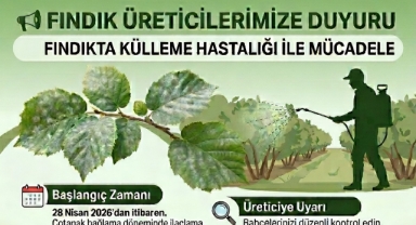 Giresun'da, Fındıkta Külleme Hastalığı İçin Mücadele Dönemi