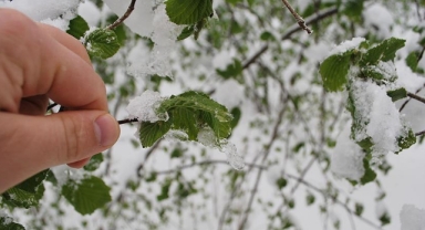 Gelecek Haftaya Dikkat: Giresun'da Zirai Don Tehlikesi Kapıda!