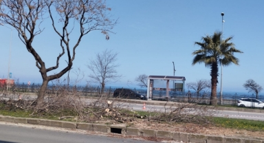 Giresun Belediyesi'nden Yeni Skandal! 10 Yıllık Ağaçlar Kesiliyor