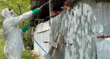 Giresun’da Kahverengi Kokarcaya Karşı Mücadele Sürüyor