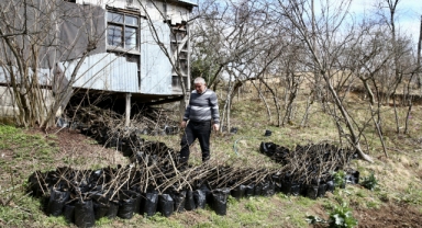 Giresun'da köy kooperatifinde sertifikalı 3 bin fındık fidanı üretildi