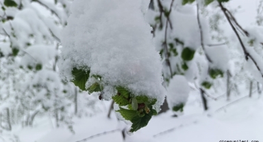 Giresun İçin Zirai Don Alarmı!