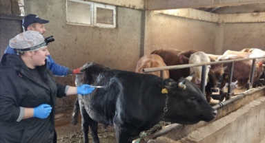 Keşap'ta Kurbanlık Hayvanlara Sağlık Taraması ve Şap Aşısı