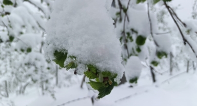 Meteorolojiden Ordu'da zirai don uyarısı