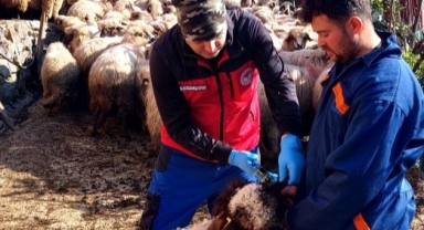 Piraziz’de Mobil Veteriner Ekiplerinden Aşılama ve Kayıt Çalışması