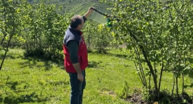Giresun’da Kahverengi Kokarca ile Mücadele Çalışmaları Sürüyor