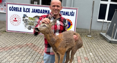 Giresun'da köpeklerin saldırdığı karacayı duyarlı vatandaş kurtardı