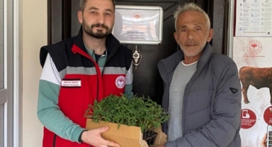 Giresun’da Üreticilere Sertifikalı Domates Fidesi Desteği