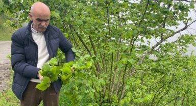 Giresun Ziraat Odası Başkanı Nurittin Karan: “Fındık Bahçeden Uzaklaşıyor”