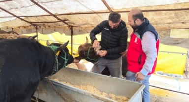 Giresun'da Kurban Satış Yerlerinde Denetimler Sıklaştırıldı