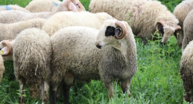 Kurbanlık pazarında büyükbaş fiyatları küçükbaşa talebi artırdı