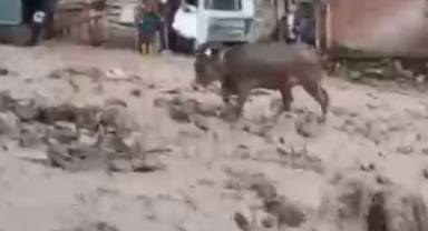 Merada otlayan hayvanlar sel sularına kapılmaktan son anda kurtarıldı!