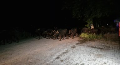 Taşkın riskine karşı bir köyün sakinleri tahliye ediliyor