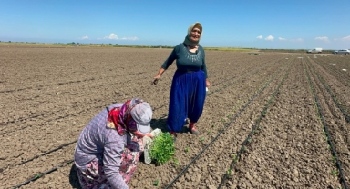 Belindeki 8 platinle tarlada ekmeğini kazanıyor