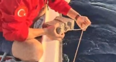 Böyle Vicdansızlık Görülmedi! Deniz Kaplumbağasını Kaldırım Taşına Bağlayıp Ölüme Terk Ettiler